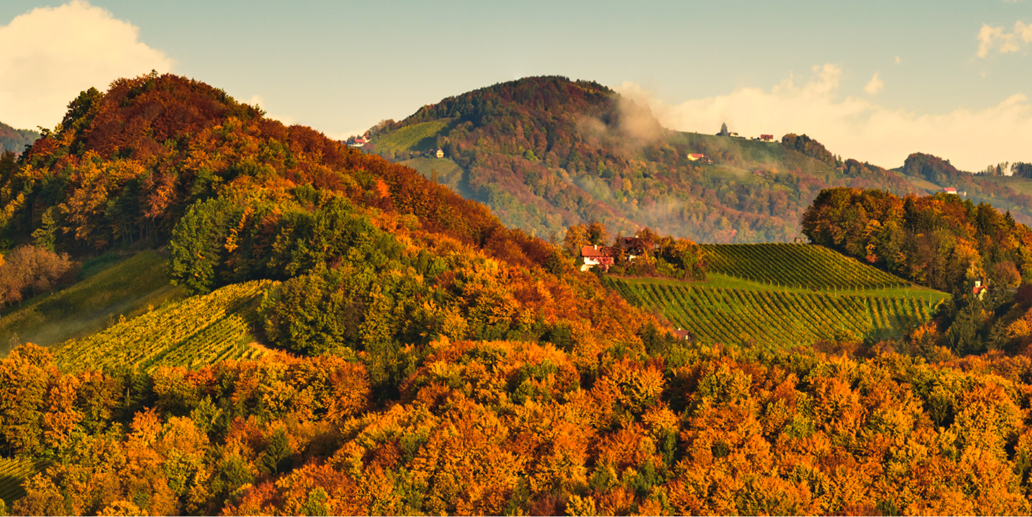 A Practical Guide to Using AI for Wineries